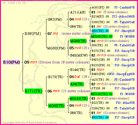 Pedigree of B10(PM) :
four generations presented