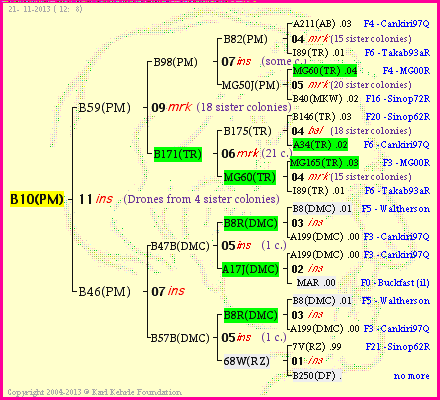 Pedigree of B10(PM) :
four generations presented