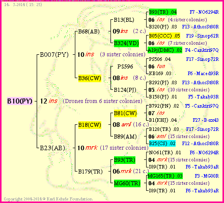 Pedigree of B10(PY) :
four generations presented