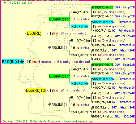 Pedigree of B10(RL)1dr :
four generations presented
it's temporarily unavailable, sorry!