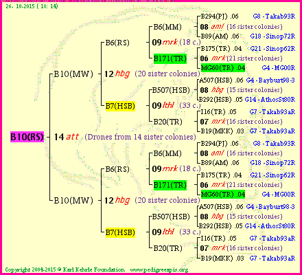 Pedigree of B10(RS) :
four generations presented