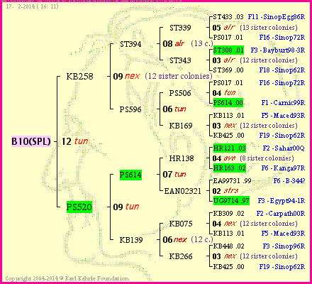 Pedigree of B10(SPL) :
four generations presented