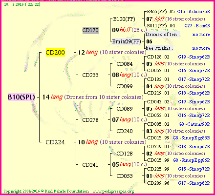 Pedigree of B10(SPL) :
four generations presented