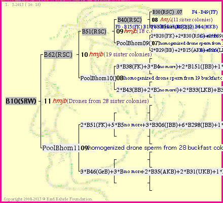 Pedigree of B10(SRW) :
four generations presented