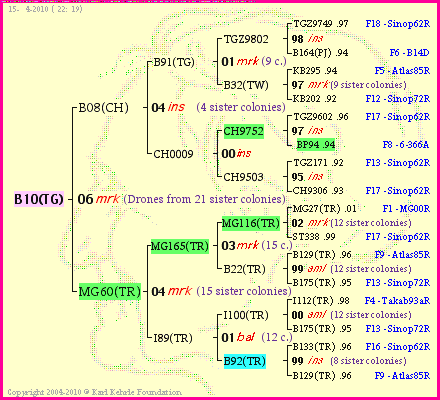 Pedigree of B10(TG) :
four generations presented