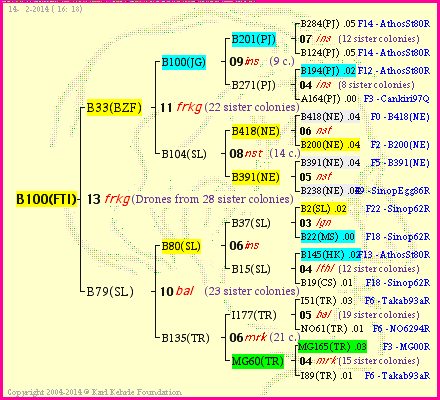 Pedigree of B100(FTI) :
four generations presented