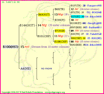 Pedigree of B100(HST) :
four generations presented