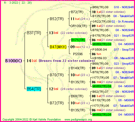 Pedigree of B100(IC) :
four generations presented
it's temporarily unavailable, sorry!