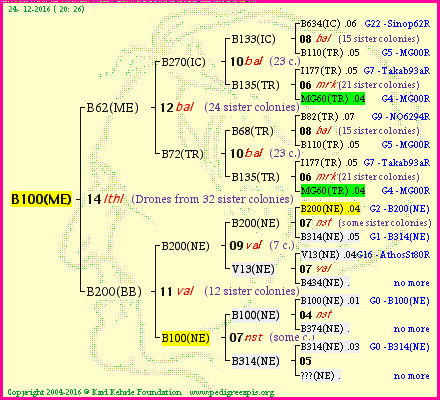 Pedigree of B100(ME) :
four generations presented