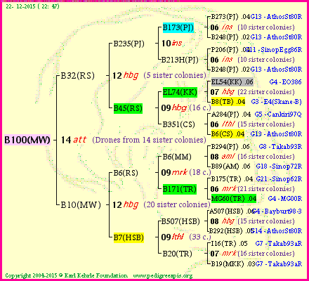 Pedigree of B100(MW) :
four generations presented