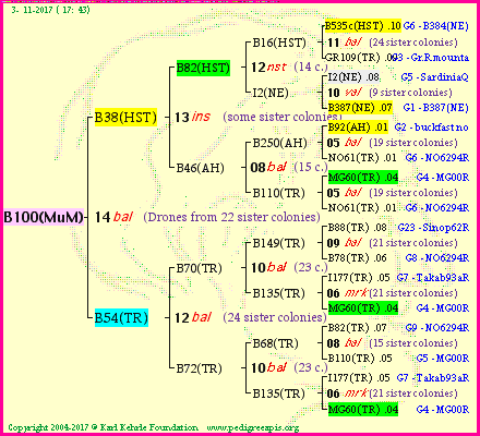 Pedigree of B100(MuM) :
four generations presented
