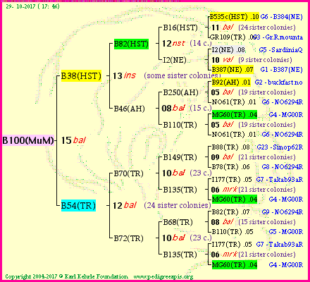 Pedigree of B100(MuM) :
four generations presented