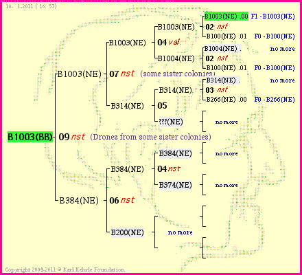 Pedigree of B1003(BB) :
four generations presented