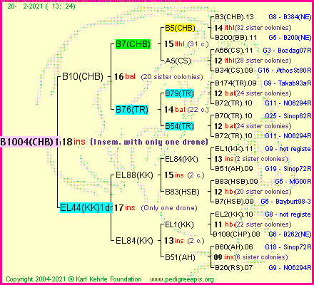 Pedigree of B1004(CHB)1dr :
four generations presented
it's temporarily unavailable, sorry!