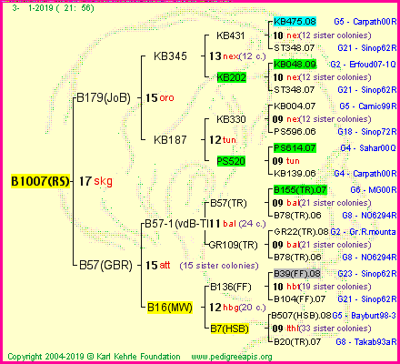 Pedigree of B1007(RS) :
four generations presented<br />it's temporarily unavailable, sorry!