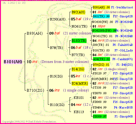 Pedigree of B101(AH) :
four generations presented