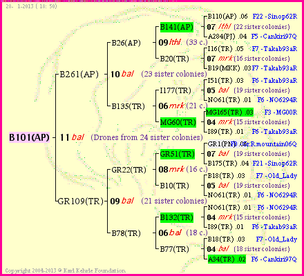 Pedigree of B101(AP) :
four generations presented