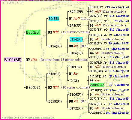 Pedigree of B101(BB) :
four generations presented