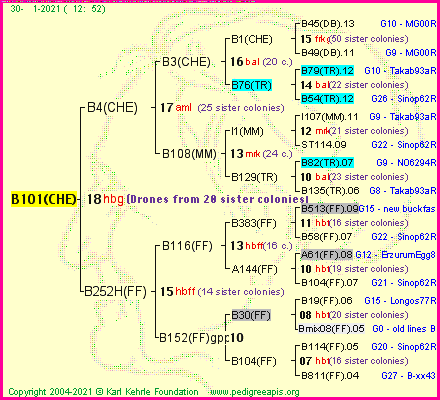 Pedigree of B101(CHE) :
four generations presented
it's temporarily unavailable, sorry!