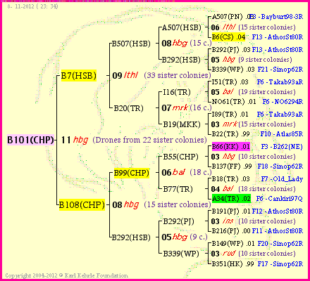 Pedigree of B101(CHP) :
four generations presented
it's temporarily unavailable, sorry!