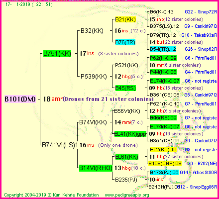 Pedigree of B101(DM) :
four generations presented<br />it's temporarily unavailable, sorry!