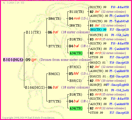 Pedigree of B101(HGS) :
four generations presented