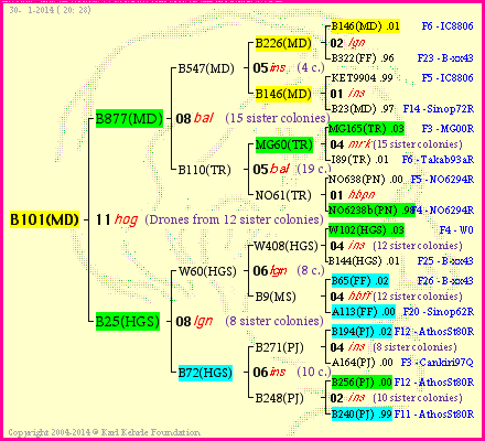 Pedigree of B101(MD) :
four generations presented