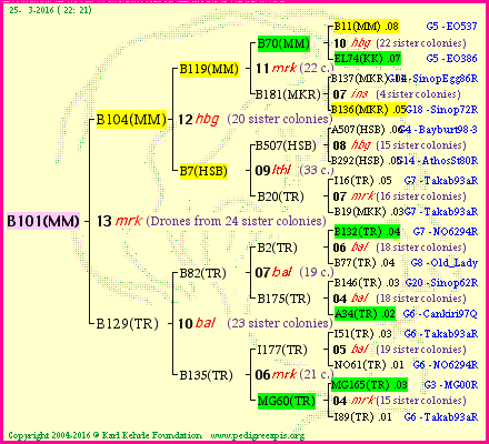 Pedigree of B101(MM) :
four generations presented<br />it's temporarily unavailable, sorry!