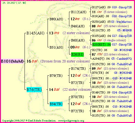 Pedigree of B101(MuM) :
four generations presented