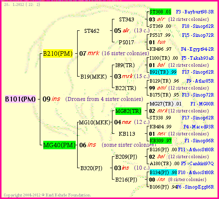 Pedigree of B101(PM) :
four generations presented