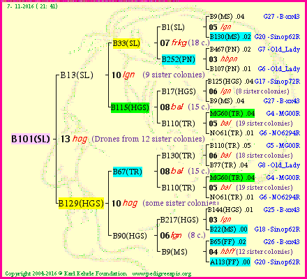 Pedigree of B101(SL) :
four generations presented