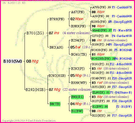 Pedigree of B101(SM) :
four generations presented