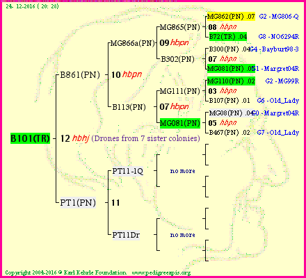 Pedigree of B101(TR) :
four generations presented