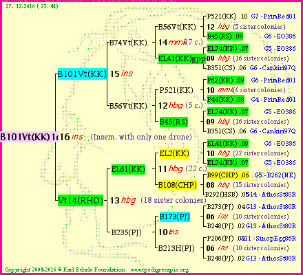 Pedigree of B101Vt(KK)1dr :
four generations presented