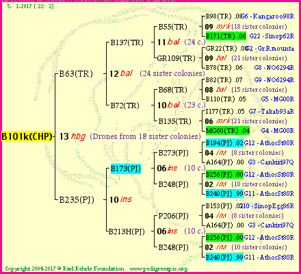 Pedigree of B101k(CHP) :
four generations presented