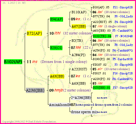 Pedigree of B102(AP) :
four generations presented