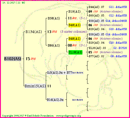 Pedigree of B102(AS) :
four generations presented