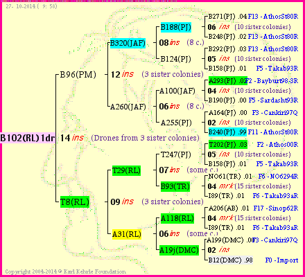 Pedigree of B102(RL)1dr :
four generations presented