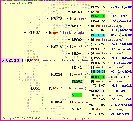 Pedigree of B1025(FXR) :
four generations presented<br />it's temporarily unavailable, sorry!