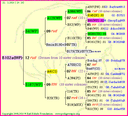Pedigree of B102a(WP) :
four generations presented