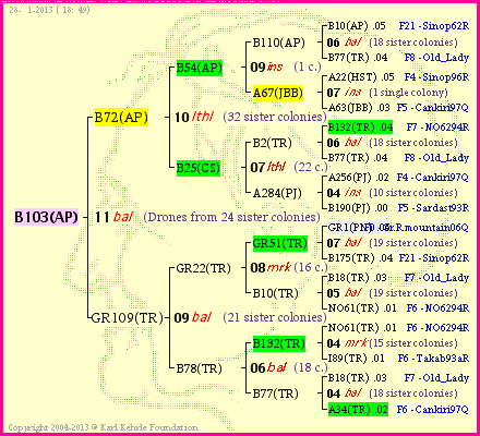 Pedigree of B103(AP) :
four generations presented