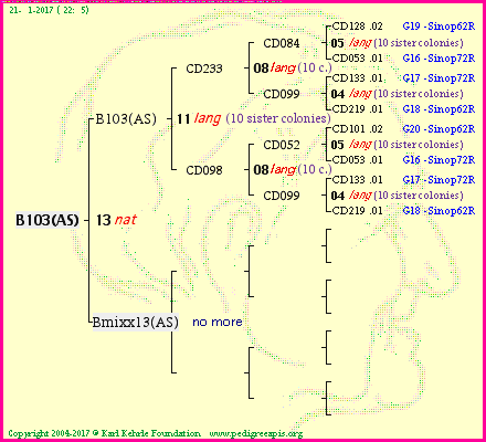 Pedigree of B103(AS) :
four generations presented