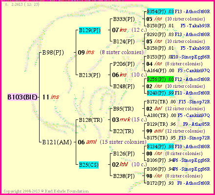 Pedigree of B103(BIE) :
four generations presented