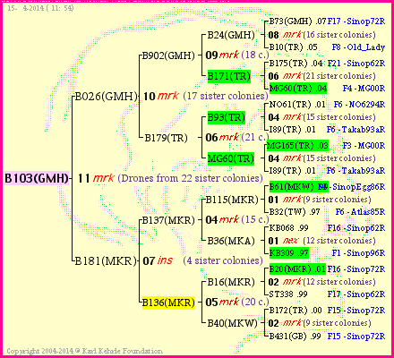 Pedigree of B103(GMH) :
four generations presented