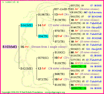 Pedigree of B103(ME) :
four generations presented