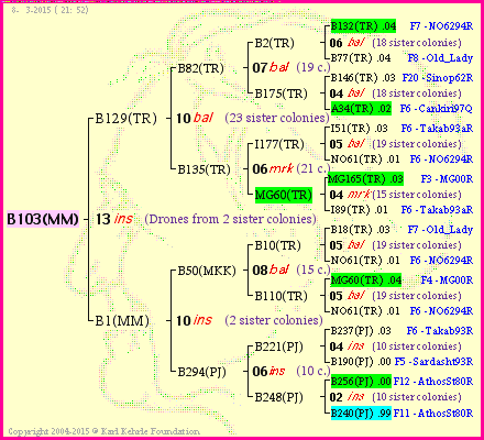 Pedigree of B103(MM) :
four generations presented