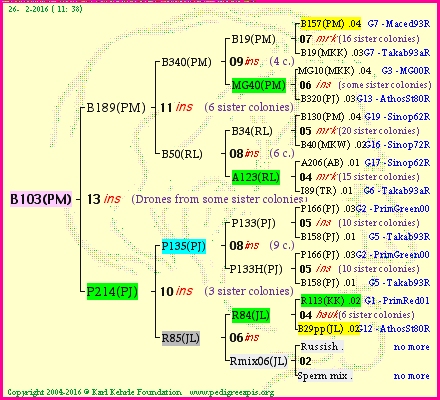 Pedigree of B103(PM) :
four generations presented