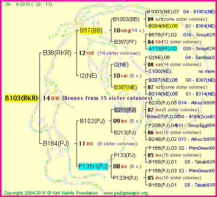 Pedigree of B103(RKR) :
four generations presented<br />it's temporarily unavailable, sorry!