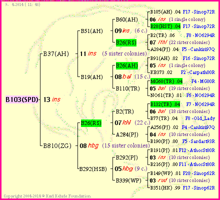 Pedigree of B103(SPD) :
four generations presented