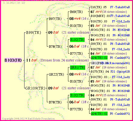 Pedigree of B103(TR) :
four generations presented